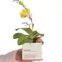Mamá X Ana Listas Con Orquídea Baby (matera Blanca)