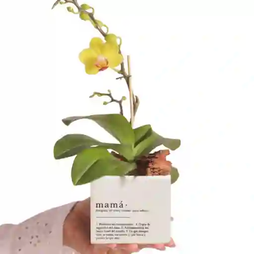 Mamá X Ana Listas Con Orquídea Baby (matera Blanca)