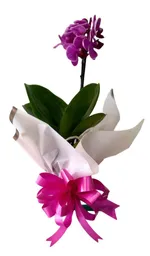 Orquidea Para Mamá (phallaenopsis Mini).