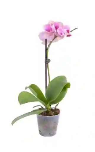 Orquídeas Phalaenopsis Mini.