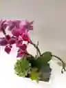 Bono Condolencias