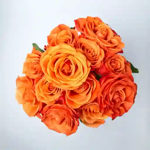 Rosa Naranja X 12