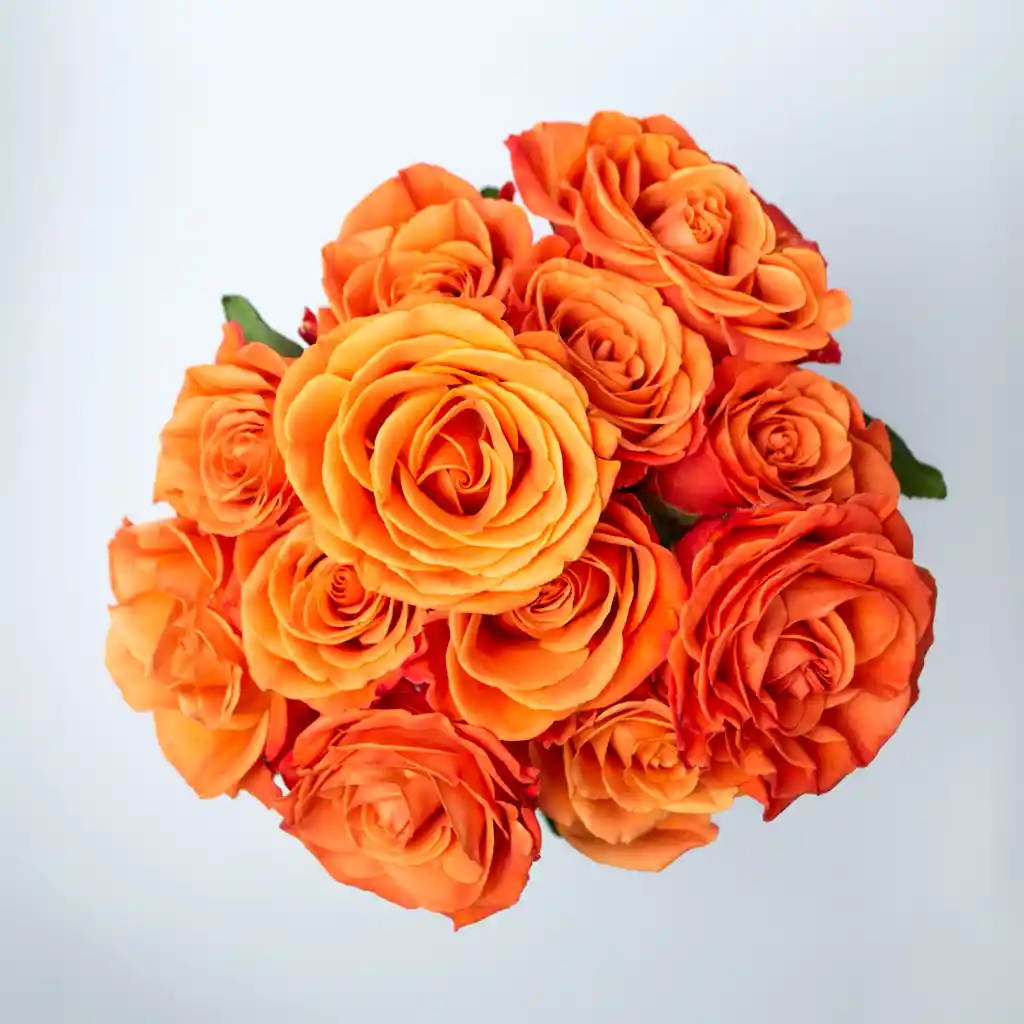 Rosa Naranja X 12