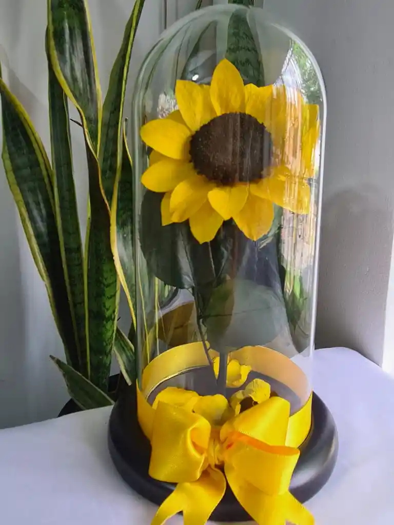 Girasol Preservado En Caja Acetato De Regalo