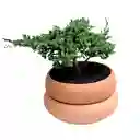 Bonsai De Pino En Matera De Barro