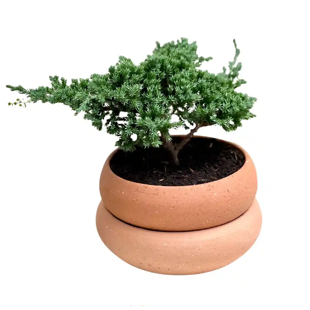 Bonsai De Pino En Matera De Barro