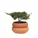 Bonsai De Pino En Matera De Barro