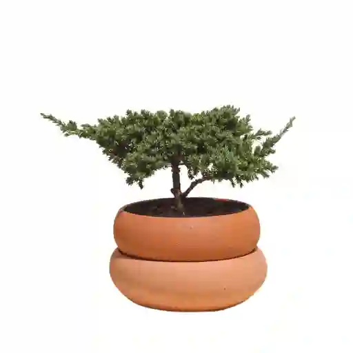 Bonsai De Pino En Matera De Barro