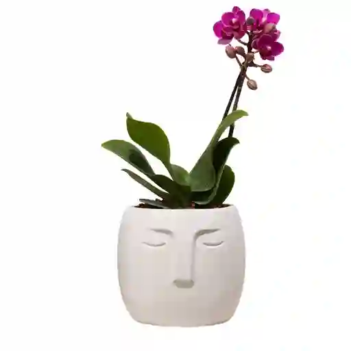 Orquidea Baby En Matera Cara Nordica Concreto