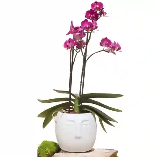 Orquídea Hawaii Con Matera Cara Nordica Concreto
