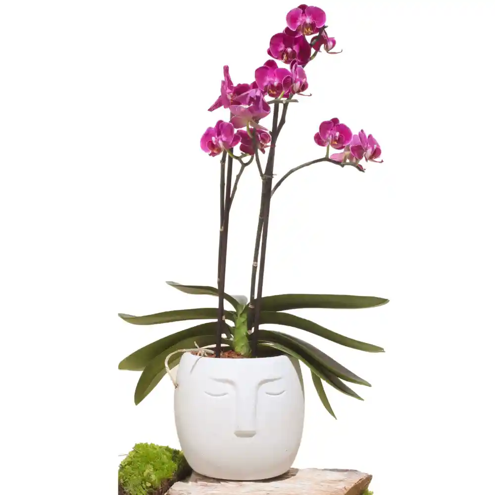 Orquídea Hawaii Con Matera Cara Nordica Concreto