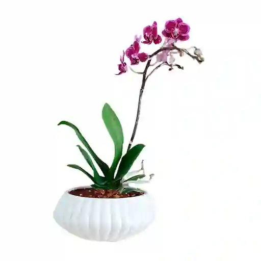 Orquídea Baby En Matera De Ceramica Conchita
