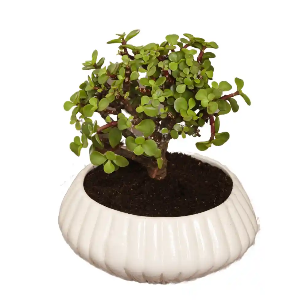 Bonsai De Jade En Matera Conchita En Ceramica