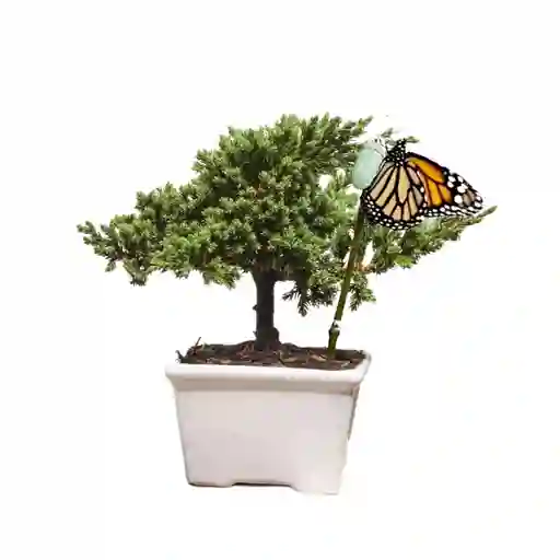 Mini Bonsai De Pino 2 Años Con Capullo De Mariposa