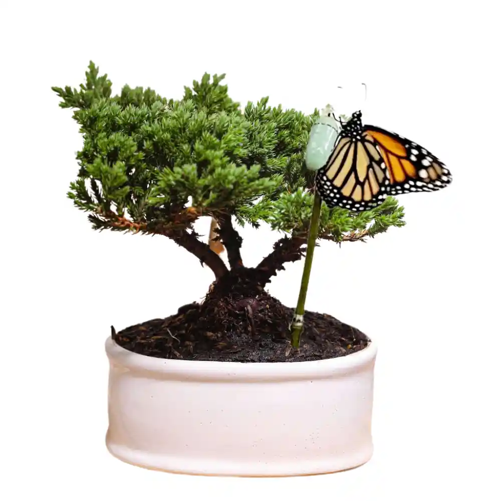 Bonsai De Pino 3 Años Con Capullo De Mariposa