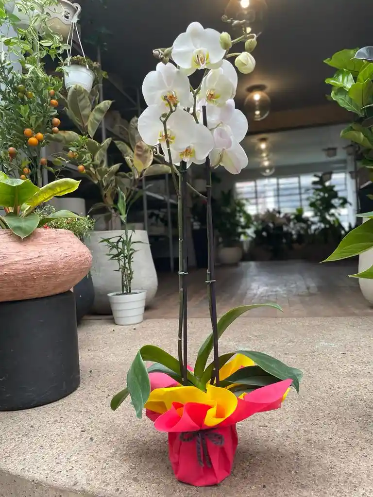 Orquídea Con Empaque Para Regalo