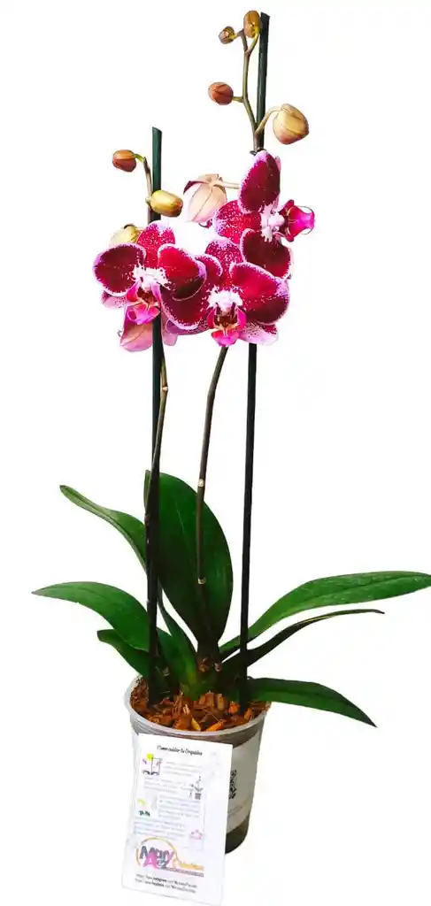 Orquidea Grande 2 Varas Oferta Hasta Agotar Existencias Colores Surtidos Oferta Madre Mama