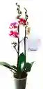 Orquidea Grande 2 Varas Oferta Hasta Agotar Existencias Colores Surtidos Oferta Madre Mama