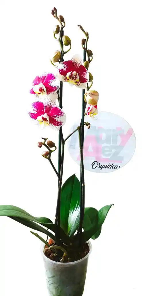 Orquidea Grande 2 Varas Oferta Hasta Agotar Existencias Colores Surtidos Oferta Madre Mama