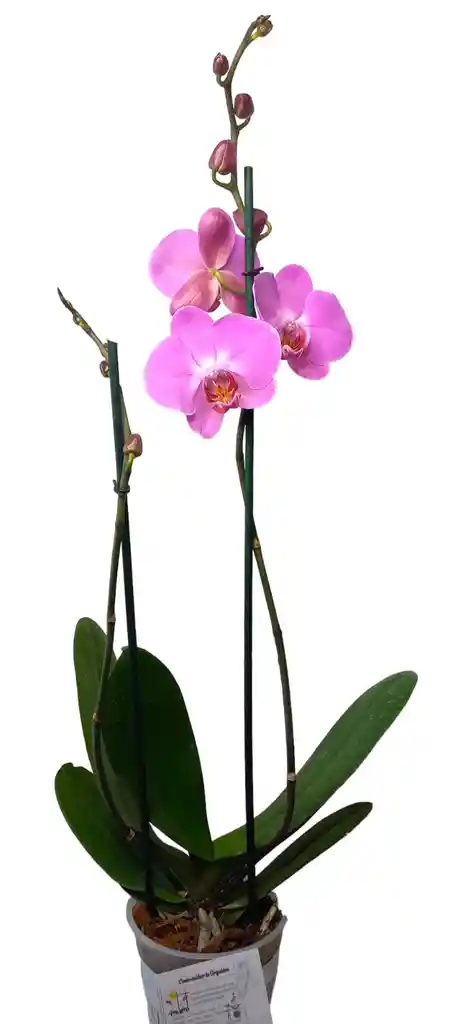 Orquidea Grande 2 Varas Oferta Hasta Agotar Existencias Colores Surtidos Oferta Madre Mama