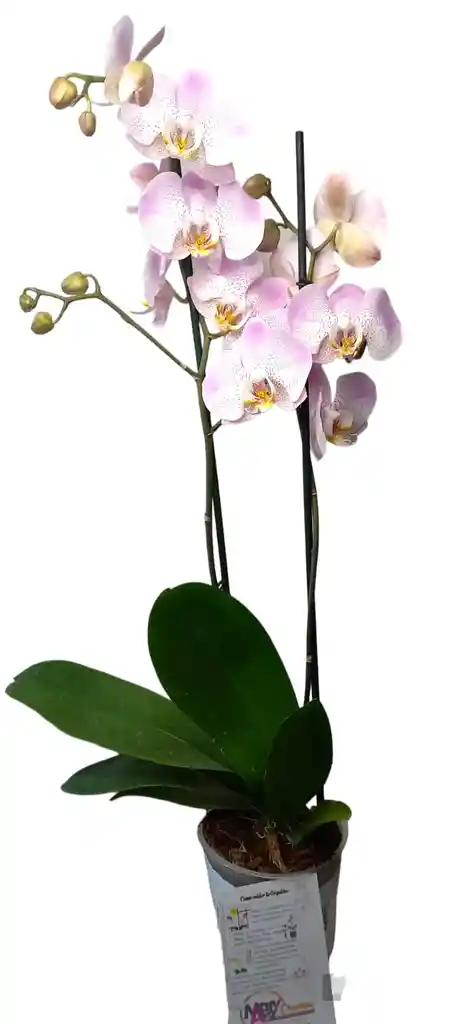 Orquidea Grande 2 Varas Oferta Hasta Agotar Existencias Colores Surtidos Oferta Madre Mama