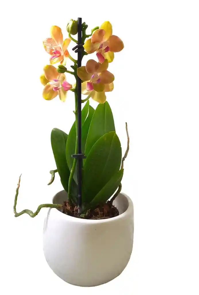 Orquidea Mini Petit Con Matera Ceramica Oferta