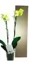 Orquidea Grande 2 Varas Oferta Dia Amor Amistad