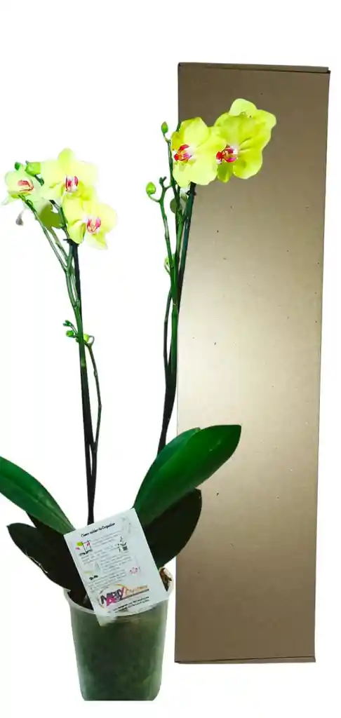 Orquidea Grande 2 Varas Oferta Dia Amor Amistad