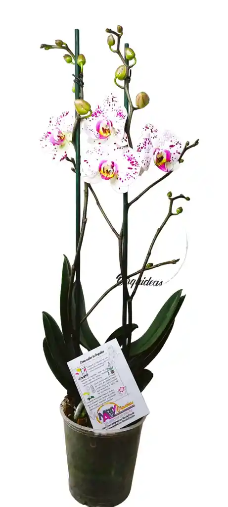 Orquidea Grande 2 Varas Oferta Dia Amor Amistad