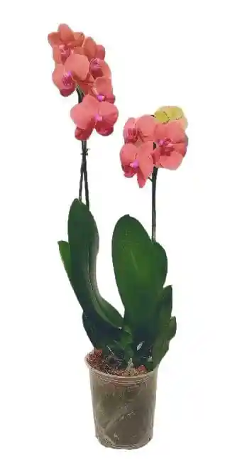 Orquidea Grande 2 Varas Oferta Dia Amor Amistad