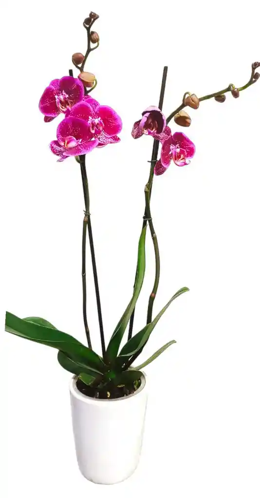 Orquidea Grande 2 Varas Matera Ceramica Oferta Dia Amor Amistad