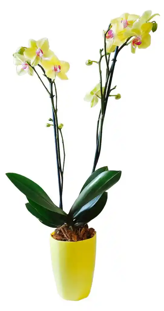 Orquidea Grande 2 Varas Matera Ceramica Oferta Dia Amor Amistad