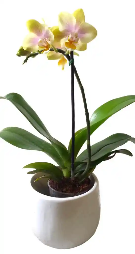 Orquidea Mini + Matera Ceramica Oferta Dia De La Madre