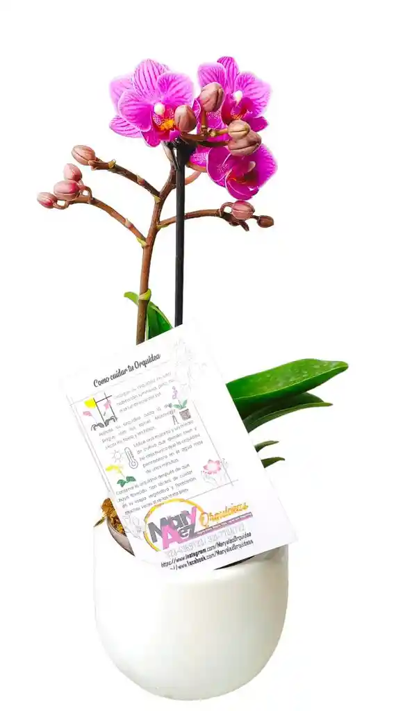 Orquidea Mini + Matera Ceramica Oferta Dia De La Madre