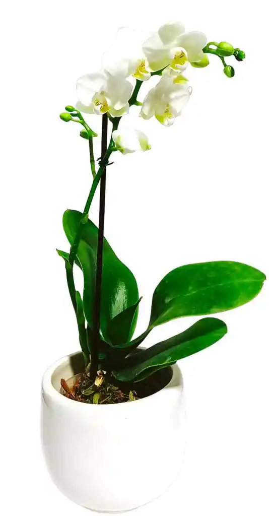 Orquidea Mini + Matera Ceramica Oferta Dia De La Madre