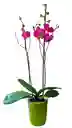 Orquidea Grande 2 V + Matera Ceramica Oferta Dia