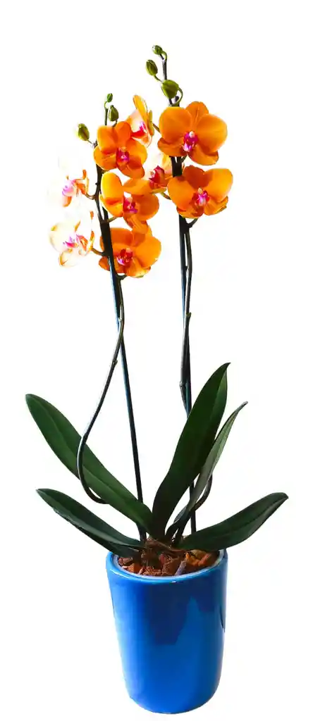 Orquidea Grande 2 V + Matera Ceramica Oferta Dia