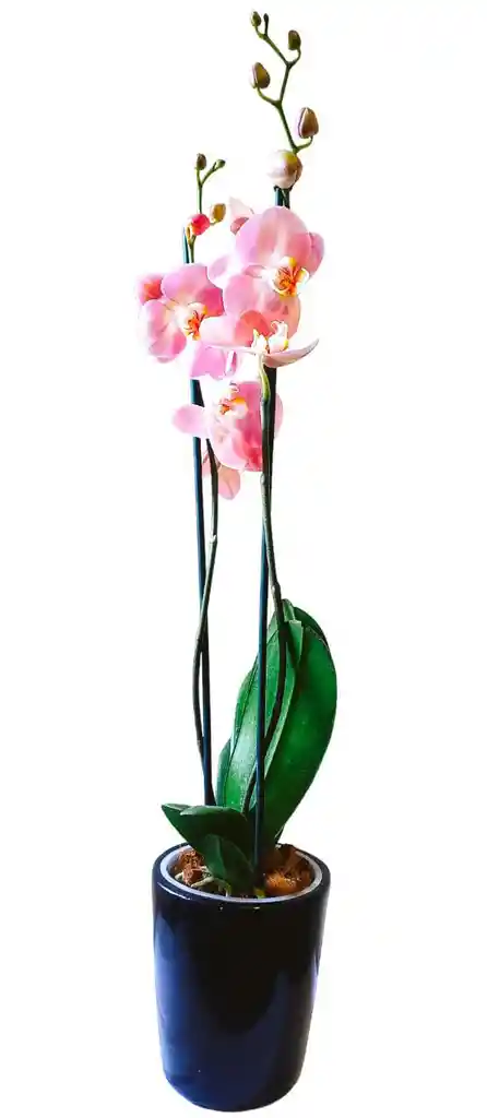 Orquidea Grande 2 V + Matera Ceramica Oferta Dia