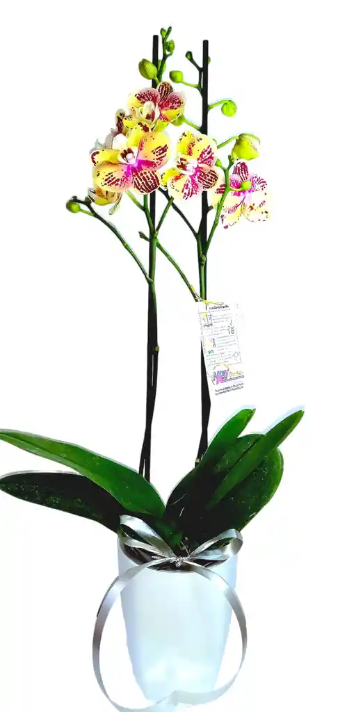 Orquidea Grande 2 V + Matera Ceramica Oferta Dia