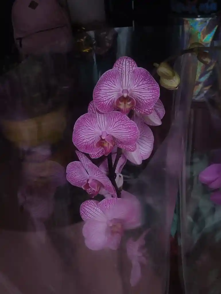 Orquidea Luna Morada