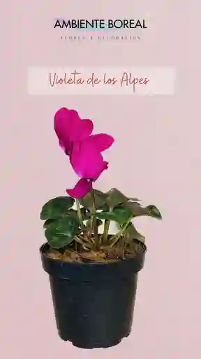 Violeta De Los Alpes