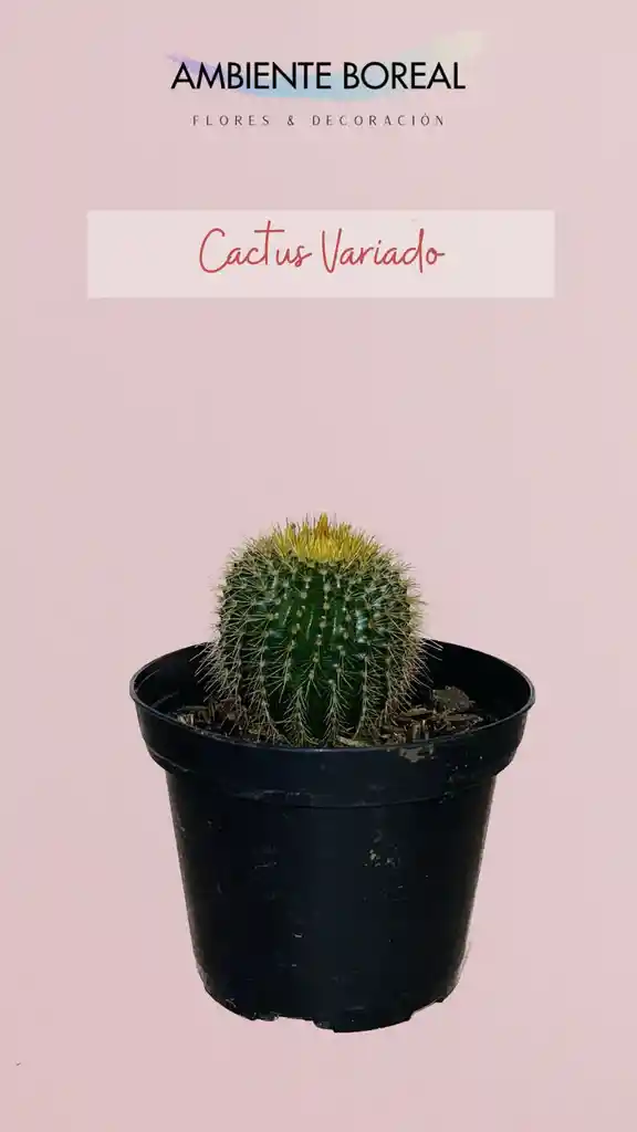 Cactus Variado