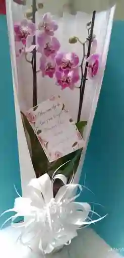Orquidea De Color "amor Y Amistad"