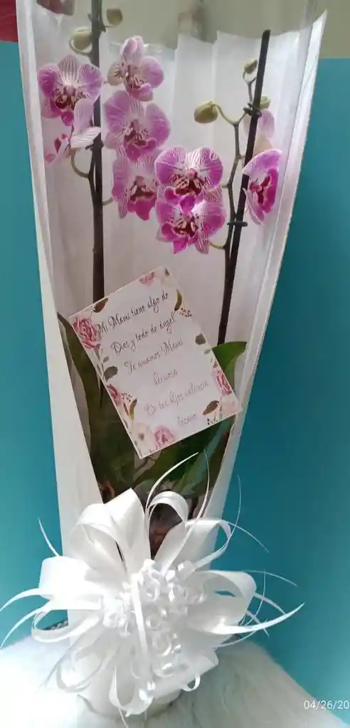 Orquidea De Color "amor Y Amistad"