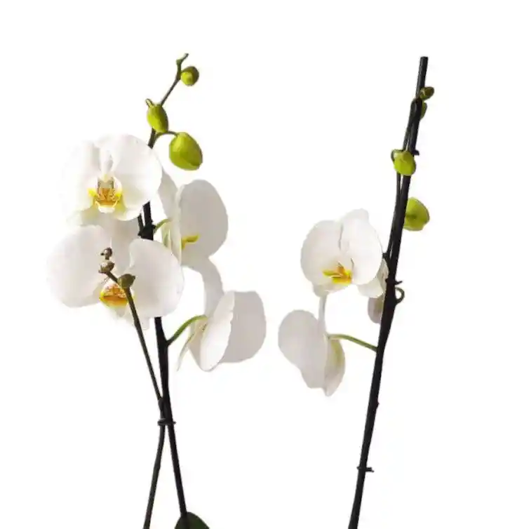 Orquidea Promo "amor Y Amistad"