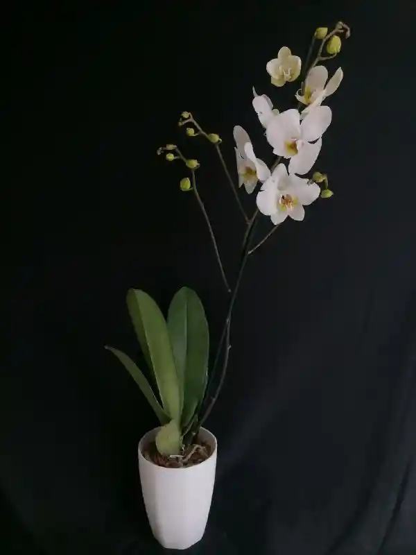 Orquidea Promo Con Base Blanca