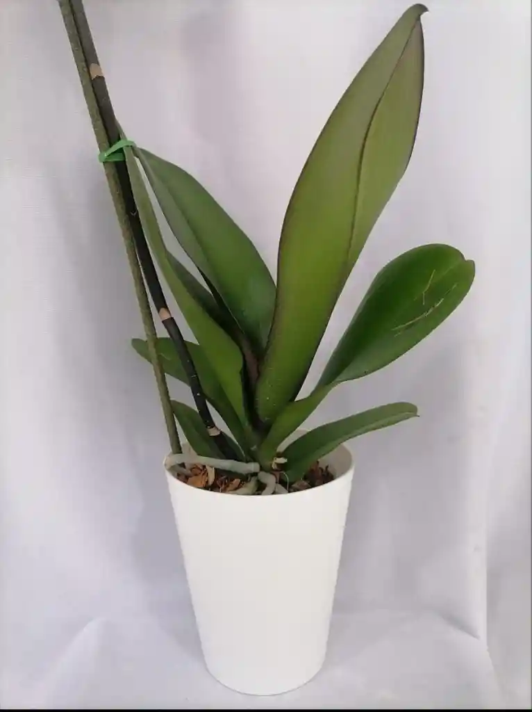 Orquidea Promo Con Base Blanca