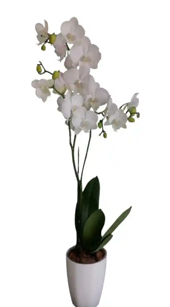 Orquidea Promo Con Base Blanca