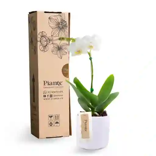 Orquidea Mini Premium Piante Arbelaez En Ceramica Blanca