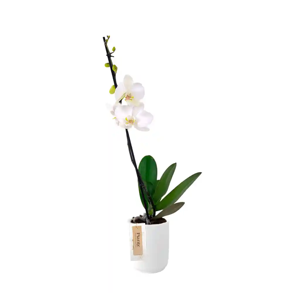 Orquídea Premium Blanca Nothinhan En Matera Ceramica Blanca